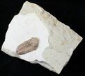 Gorgeous Kainops Trilobite - Oklahoma #15375-3